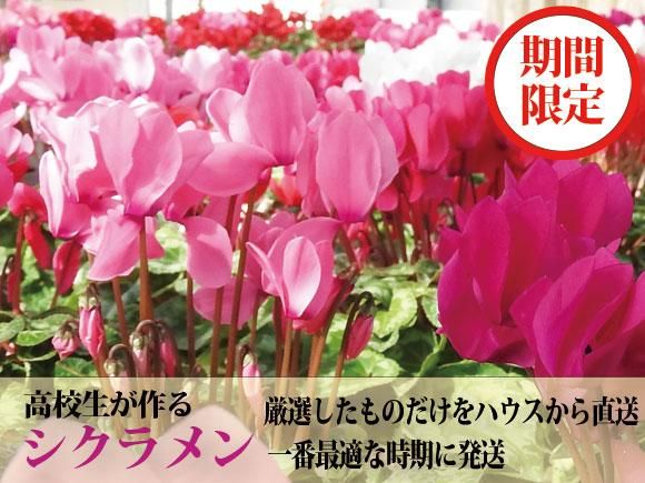 阿蘇中央高校の生徒が育てた シクラメン 5号鉢サイズ 熊本 阿蘇の特産品通販 お中元お歳暮 ネットショップasomo
