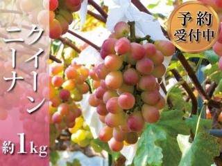 <img class='new_mark_img1' src='https://img.shop-pro.jp/img/new/icons5.gif' style='border:none;display:inline;margin:0px;padding:0px;width:auto;' />ˡ 1kg