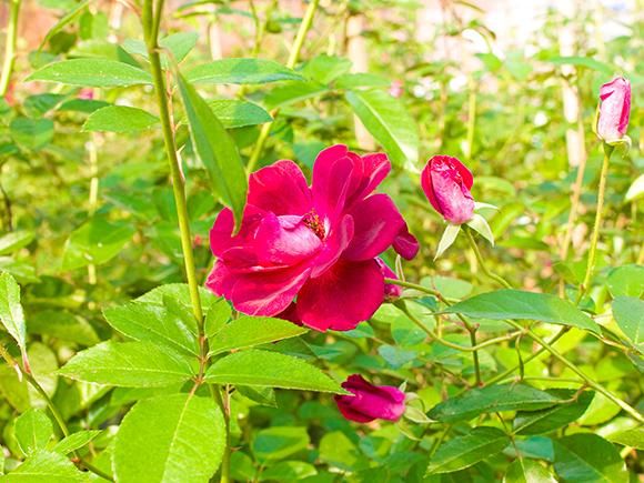 有機JAS認証栽培】阿蘇オーガニックキャンディー - 熊本 阿蘇のお