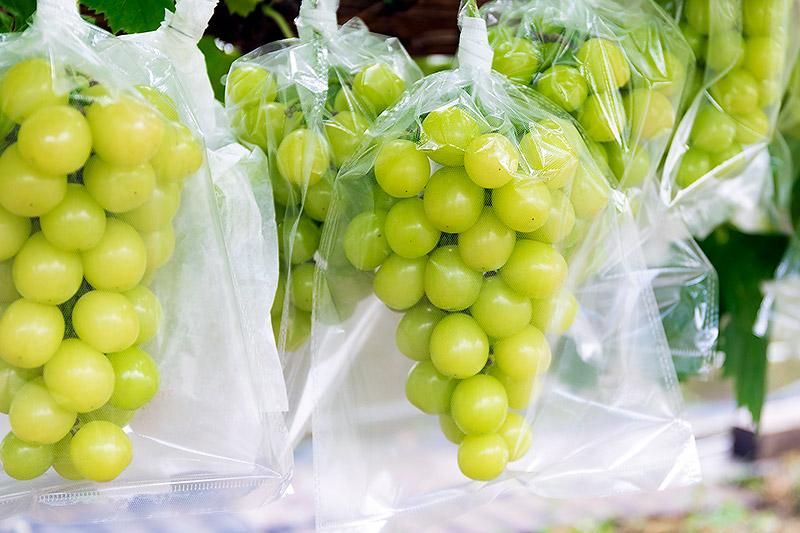 サトウ マスカサーティー 約700g