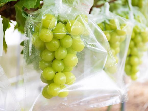 マスカサーティー 約700g