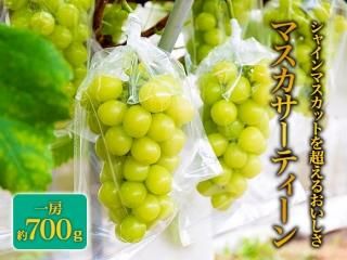 <img class='new_mark_img1' src='https://img.shop-pro.jp/img/new/icons5.gif' style='border:none;display:inline;margin:0px;padding:0px;width:auto;' />ͽ۴ޥƥ