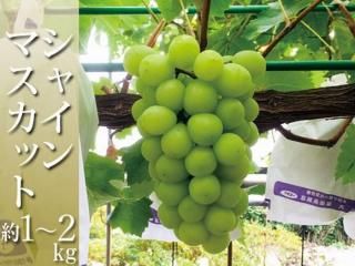 <img class='new_mark_img1' src='https://img.shop-pro.jp/img/new/icons5.gif' style='border:none;display:inline;margin:0px;padding:0px;width:auto;' />ͽۥ㥤ޥå 1kg1.5kg2kg