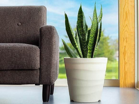 サンスベリア | 空気清浄機 - 熊本 阿蘇のお取り寄せグルメ、特産品