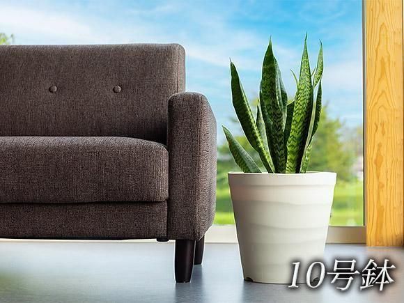 サンスベリア | 空気清浄機 - 熊本 阿蘇のお取り寄せグルメ、特産品