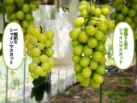 シャインマスカット・希少種マスカサーティーン食べ比べセット