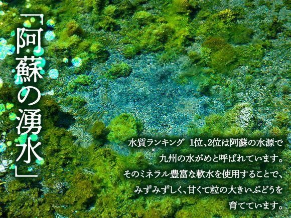 シャインマスカット・希少種マスカサーティーン食べ比べセット