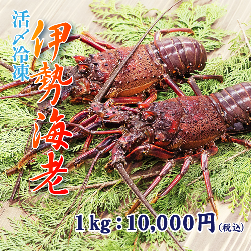送料無料 お歳暮や贈り物に 全国に認められたブランド 三重県産 活〆冷凍伊勢海老 海人 キホクニヤ