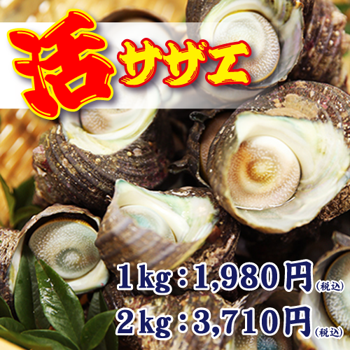 鮮度抜群 三重県産サザエをたっぷり堪能 壺焼きにお刺身 食べ方いろいろ 活サザエ 海人 キホクニヤ