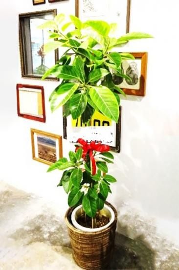 観葉植物 フィカス アルテシーマ フローラ花よし 創業60年の信頼と実績のフラワーギフト専門店 観葉植物 フィカス アルテシーマ フローラ花よし 創業60年の信頼と実績のフラワーギフト専門店
