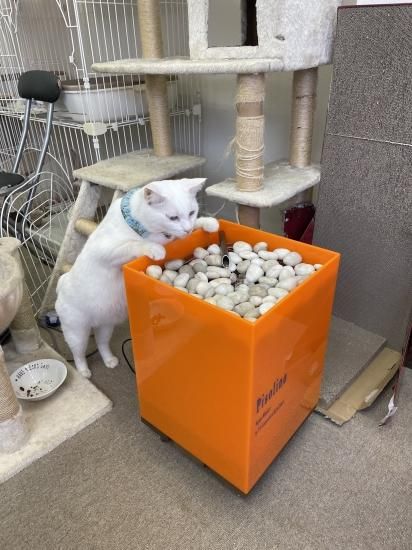 水琴ピソリーノ 日（オレンジ） - Mizugoto Web Shop