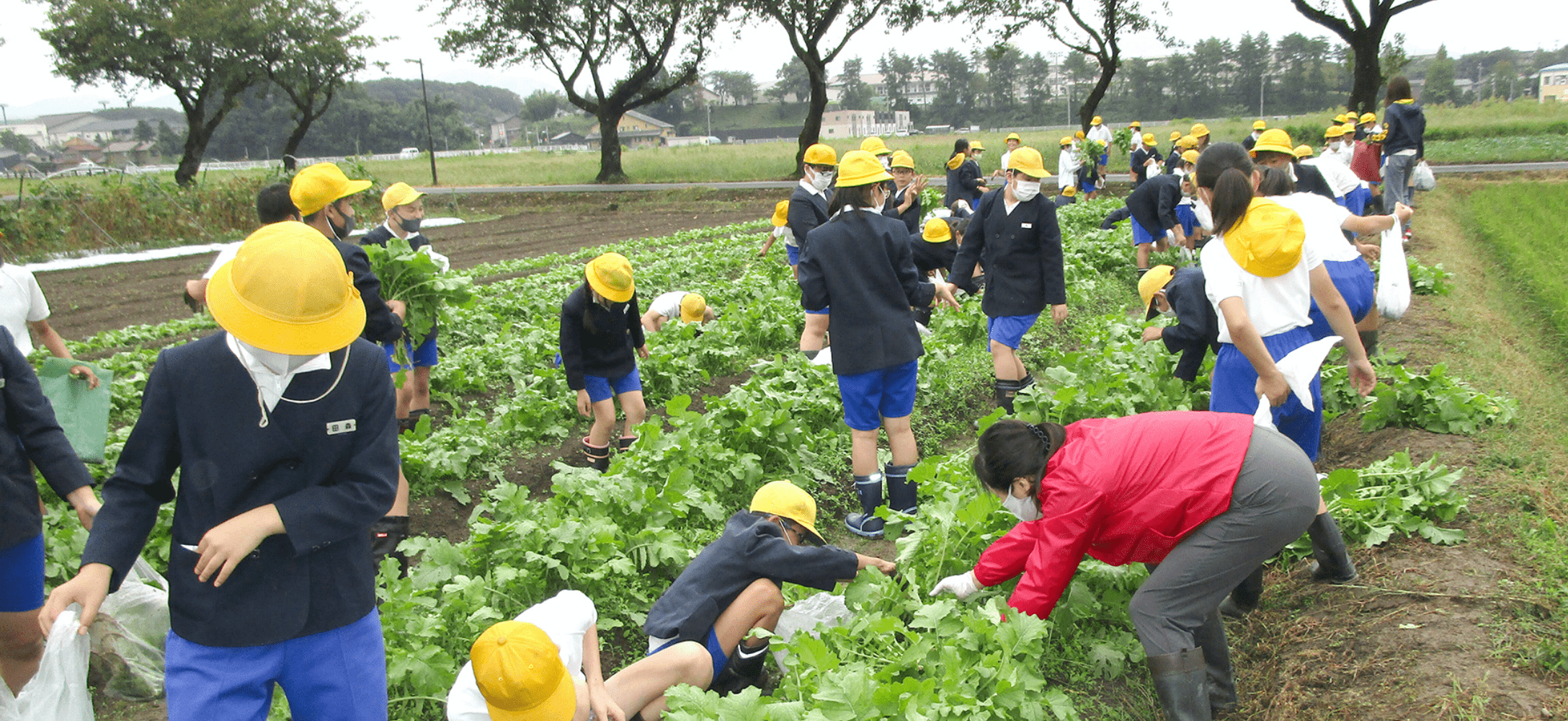 野菜づくりを通じた、環境教育・食育