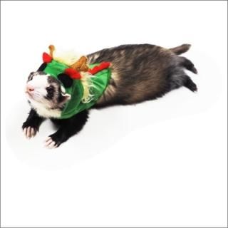 フェレットウェア・コスプレ｜フェレットグッズショップ