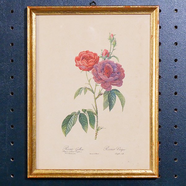 ピエール＝ジョゼフ・ルドゥーテ 植物画 バラ Rosa Gallica/704 - ANTIQUE LEAVES