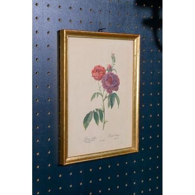 バラ図譜(ピエール=ジョゼフ・ルドゥーテ画) / 古本、中古本、古