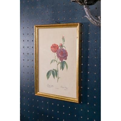 ピエール ジョゼフ・ルドゥーテ ロサ プミラRoses de Francfort ピエール ジョゼフ・ルドゥーテ ロサ プミラRoses de Francfort