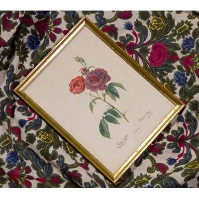 ピエール＝ジョゼフ・ルドゥーテ 植物画 バラ Rosa Gallica/704