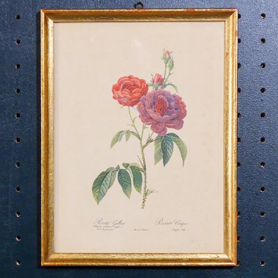 ピエール＝ジョゼフ・ルドゥーテ 植物画 バラ Rosa Gallica/704の画像