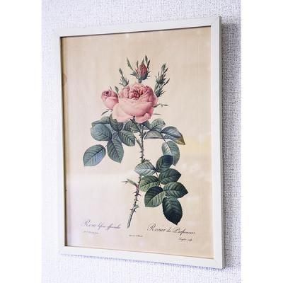 Les Roses バラ図譜 | ピエール=ジョゼフ・ルドゥーテ |本