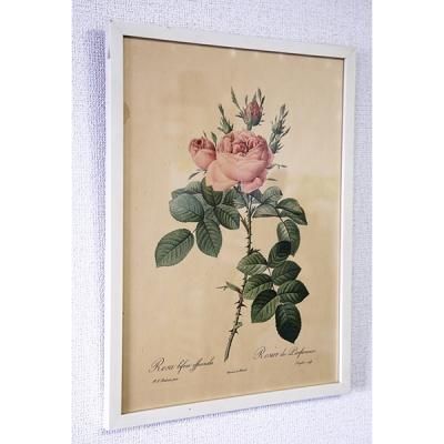 ピエール＝ジョゼフ・ルドゥーテ 植物画 バラ Rosa Gallica/704