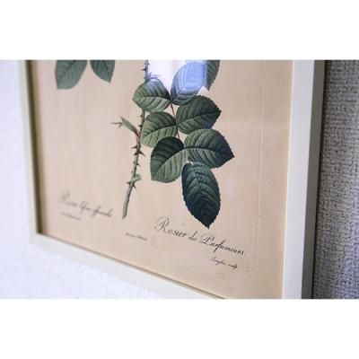ピエール＝ジョゼフ・ルドゥーテ 植物画 バラ Rosa Bifera