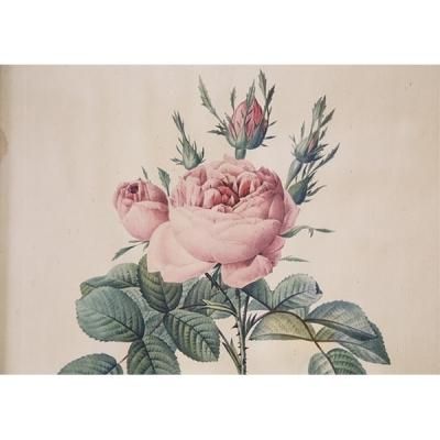 【即納】 ピエール＝ジョゼフ・ルドゥーテ Bifera Rosa バラ 植物画 コレクション