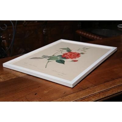 ピエール＝ジョゼフ・ルドゥーテ 植物画 バラ Rosa Bifera