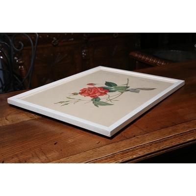 ピエール＝ジョゼフ・ルドゥーテ 植物画 バラ Rosa Bifera