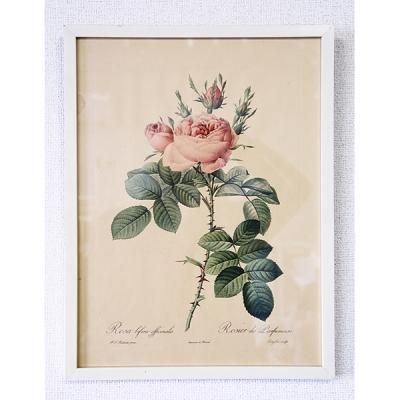 ピエール＝ジョゼフ・ルドゥーテ 植物画 バラ Rosa Bifera