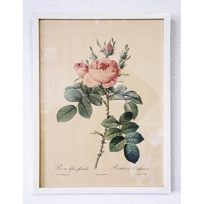 ピエール＝ジョゼフ・ルドゥーテ 植物画 バラ Rosa Bifera Officinalis/660