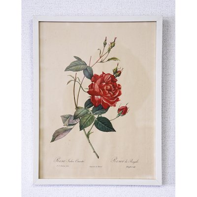 ピエール＝ジョゼフ・ルドゥーテ 植物画 バラ Rosa Indica Cruenta/661の画像