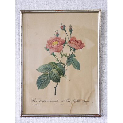 ピエール＝ジョゼフ・ルドゥーテ 植物画 バラ Rosa Centifolia Anemonoides/662の画像