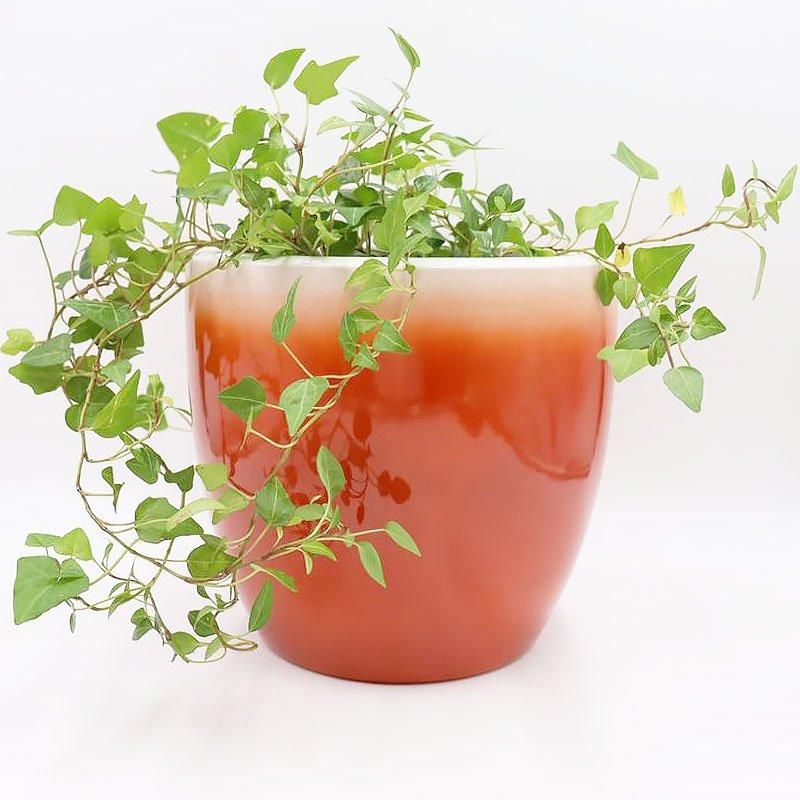 Υ꥿ ȭ  ȭС ȥ     ƥꥢ ƥʥåɥǡ