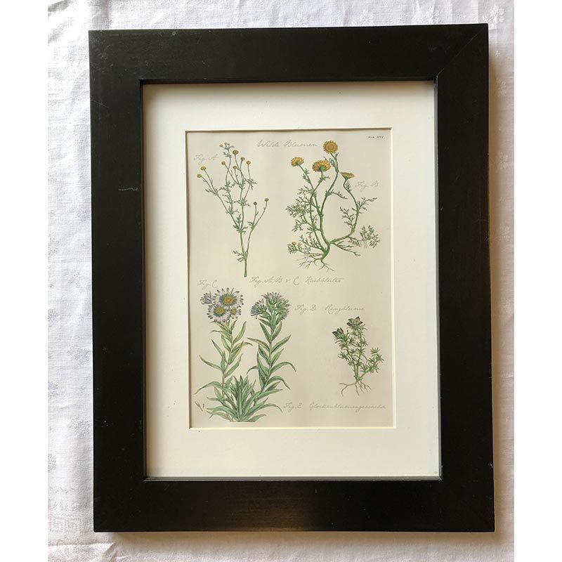ボタニカルアートフレーム 植物画 12otar4 - ANTIQUE LEAVES ボタニカルアートフレーム 植物画 12otar4 - ANTIQUE LEAVES