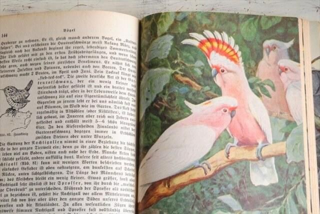 1930年代 ドイツの古い動物図鑑 洋書 祈祷書 ディスプレイ 古書 アンティークブック インテリア 撮影小物 什器_230208 - ANTIQUE LEAVES 1930年代 ドイツの古い動物図鑑 洋書 祈祷書 ディスプレイ 古書 アンティークブック インテリア 撮影小物 什器_230208 - ANTIQUE LEAVES