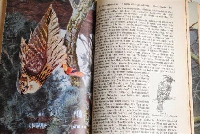 1930年代 ドイツの古い動物図鑑 洋書 祈祷書 ディスプレイ 古書 アンティークブック インテリア 撮影小物 什器_230208 - ANTIQUE LEAVES 1930年代 ドイツの古い動物図鑑 洋書 祈祷書 ディスプレイ 古書 アンティークブック インテリア 撮影小物 什器_230208 - ANTIQUE LEAVES