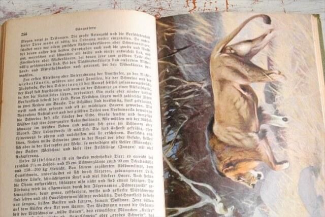 1930年代 ドイツの古い動物図鑑 洋書 祈祷書 ディスプレイ 古書 1930年代 ドイツの古い動物図鑑 洋書 祈祷書 ディスプレイ 古書