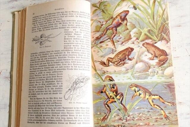 1930年代 ドイツの古い動物図鑑 洋書 祈祷書 ディスプレイ 古書