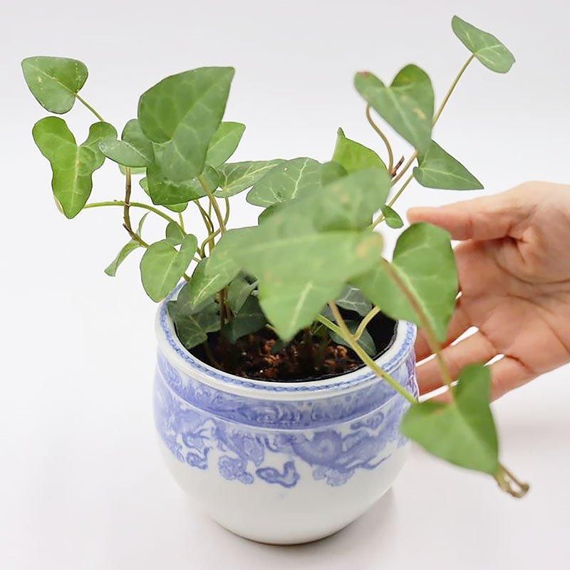 Ƚ  ơ ̱ Τƻ  ½ ƥꥢ ȭС ꡼