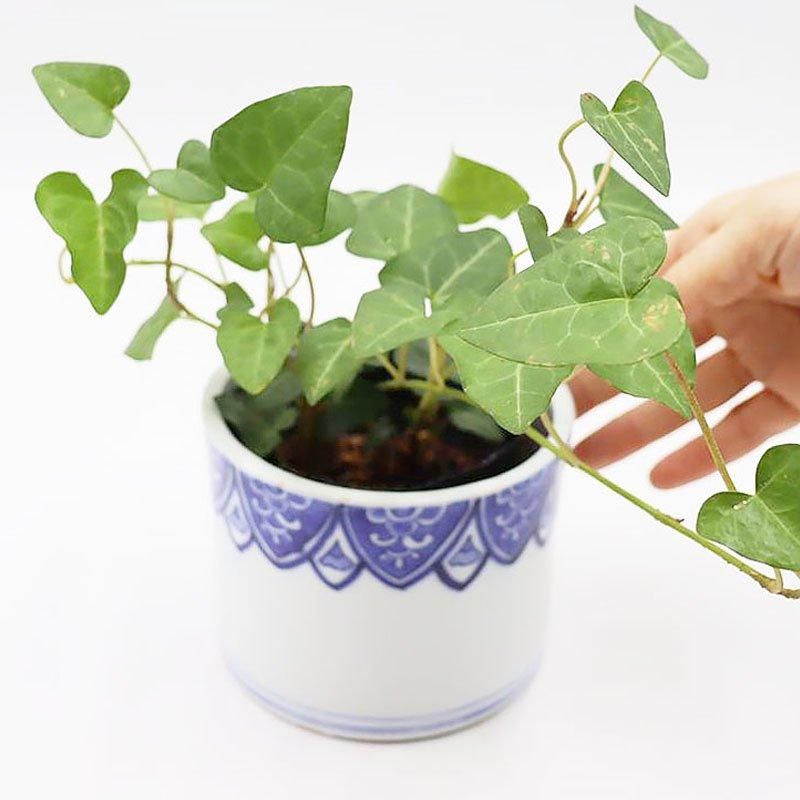 Ƚ  ơ ̱ Τƻ  ½ ƥꥢ ȭС ꡼ ƹ