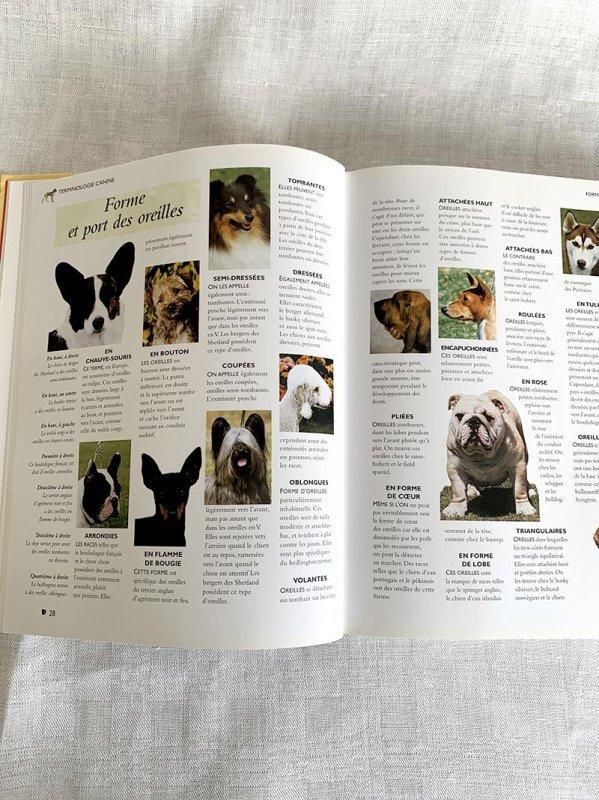 アンティーク 本　ドイツの犬の品種 珍しい本　ドイツ語　レア 洋書 文学,小説,Daniella,アンティーク,古書,ドイツ,フォン,ブラッケル