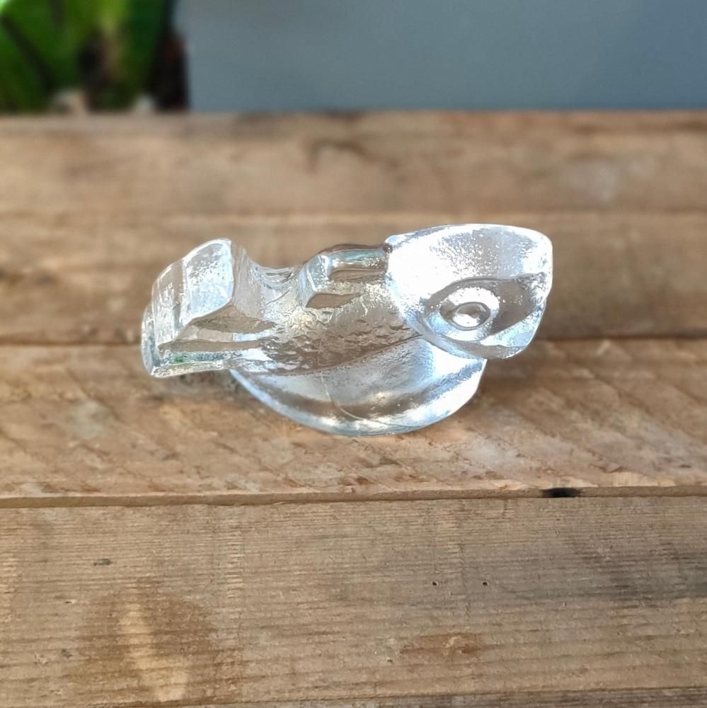 ̲ ơ Skurf ʥ롼ա glass fish