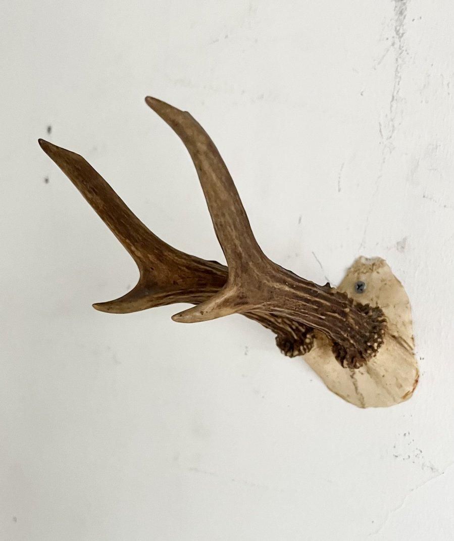 ե󥹥ơϥƥ󥰥ȥե5 (BR - ob 96)