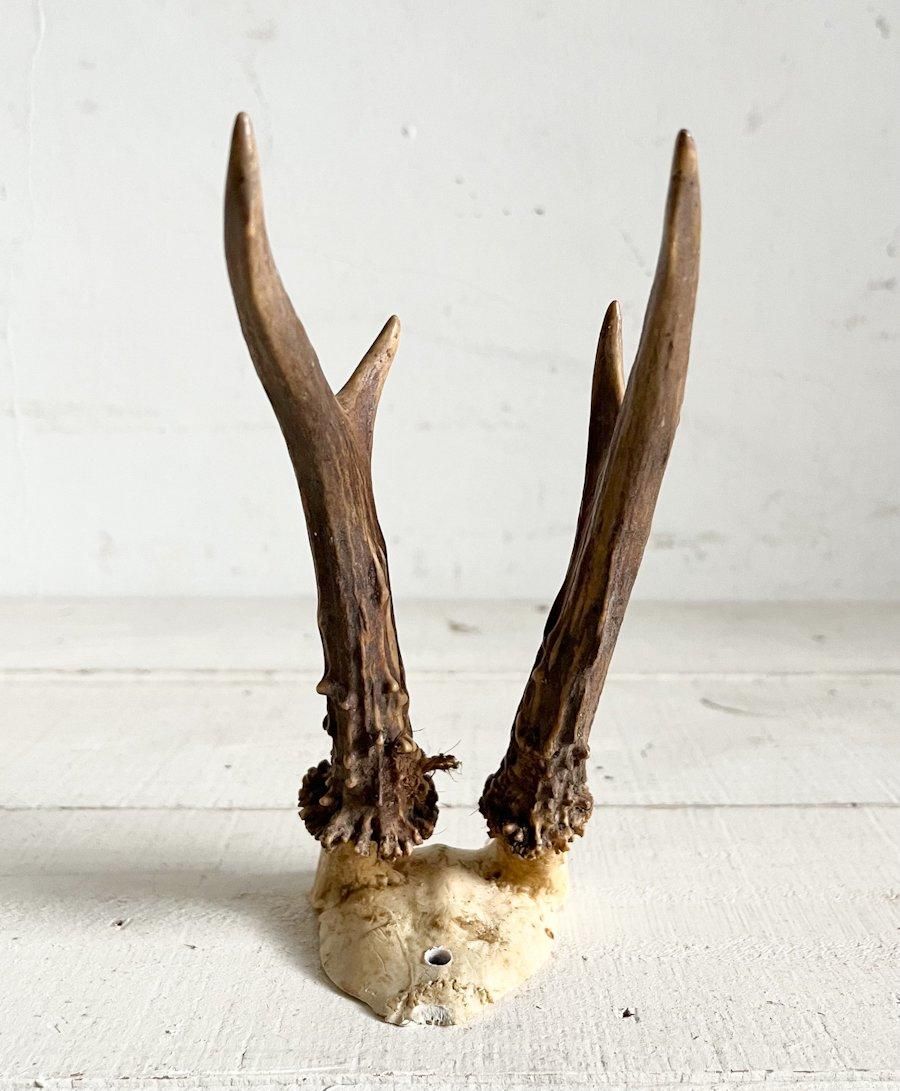 フランス ヴィンテージ 小鹿 ハンティングトロフィー