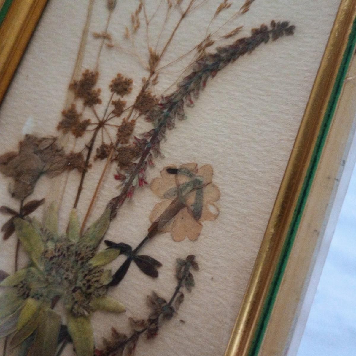 植物標本アルミフレーム　ブロカントアトリエ蚤の市　ビンテージアンティーク　2枚 植物標本アルミフレーム ブロカントアトリエ蚤の市 ビンテージ