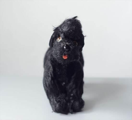 1953-1974ǯ ɥ Steiff  pudel snobby סɥ ̤ 奿 ɡ ե奢 ƥ ơ_ig4663