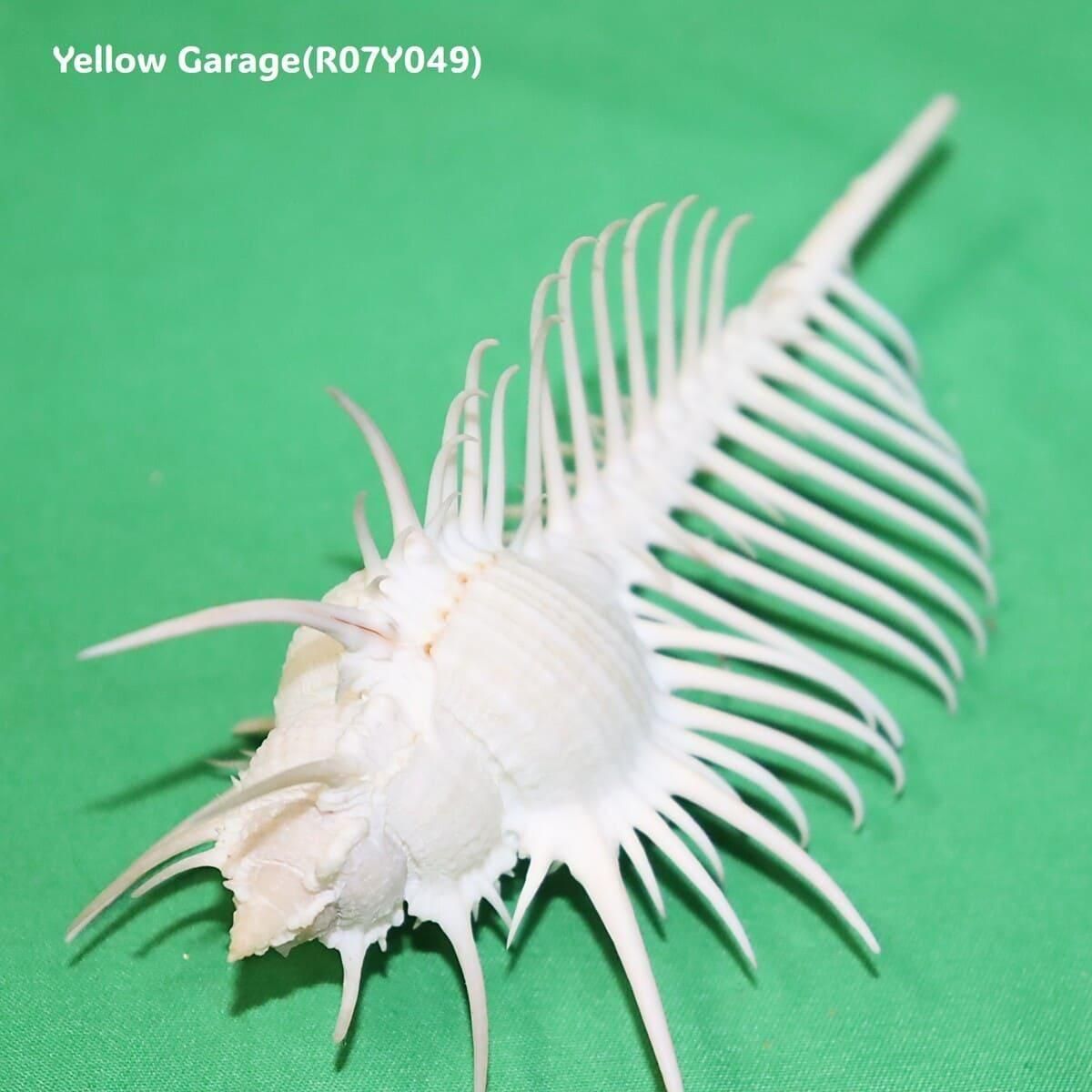 Meyo 7175　　貝殻10点 ヴィーナス・コーム・ミューレックス 貝殻 12cm 天然シェル