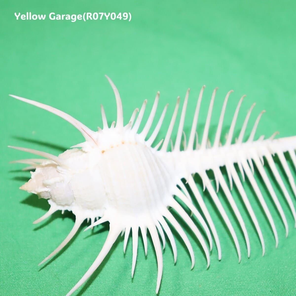 ヴィーナス・コーム・ミューレックス 貝殻 12cm 天然シェル