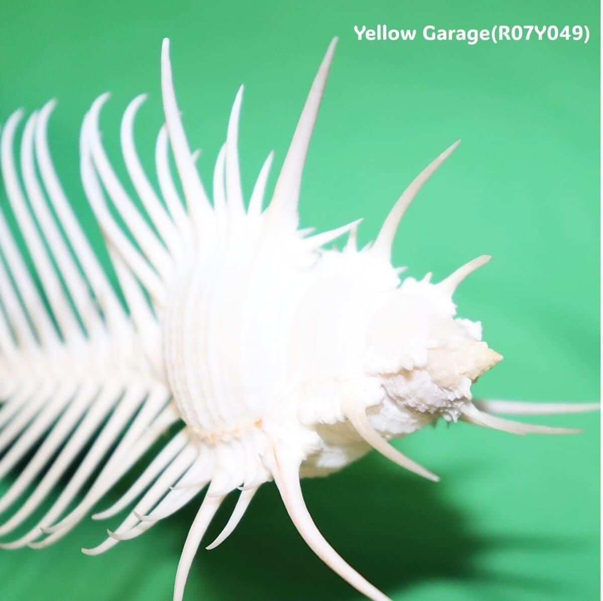  ʥࡦߥ塼åVenus Comb Murex˳ 12cmŷ ɸܡƥꥢ