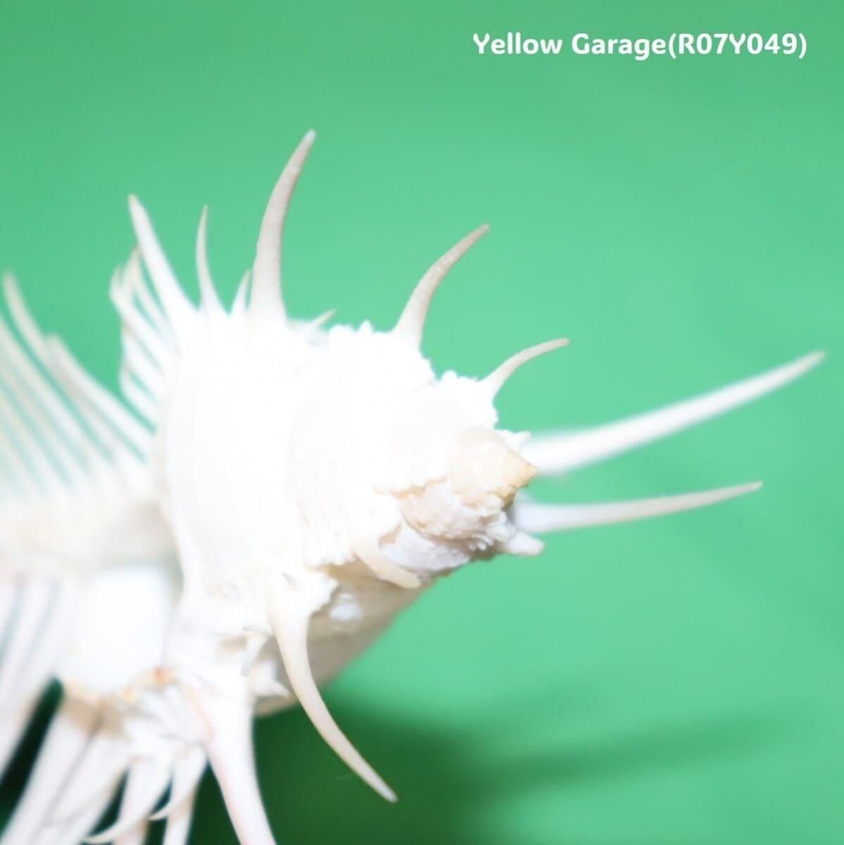 ヴィーナス・コーム・ミューレックス 貝殻 12cm 天然シェル